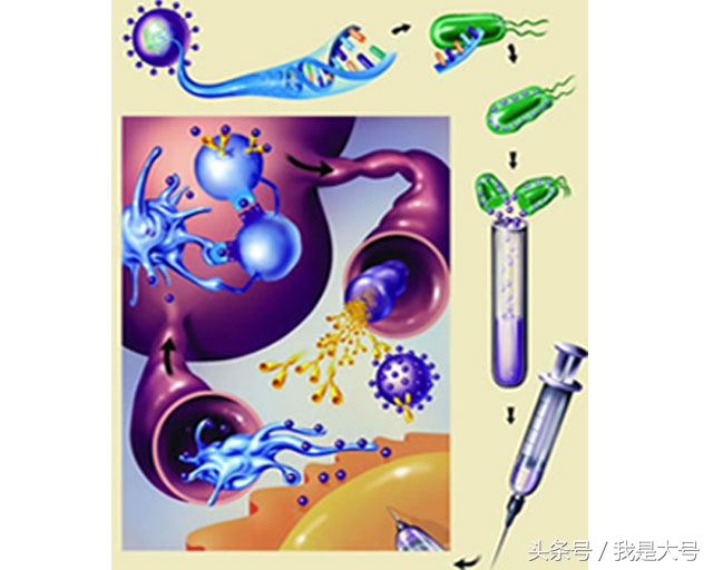 植物转基因技术流程,转基因技术的迅猛发展