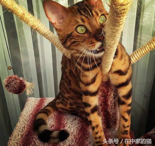 一只叫Thor的孟加拉猫……帅炸！网友直呼买不起