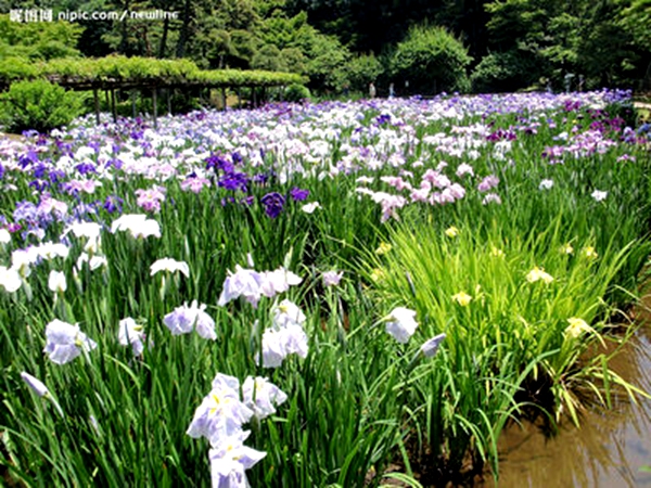 每日花语杜鹃花,每日花语波斯菊