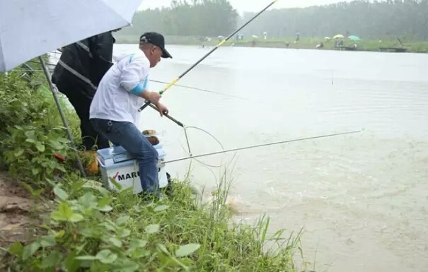 黑坑秋冬季草鳊青通杀饵料搭配,黑坑混养鲫鱼鲤鱼通杀饵料小药