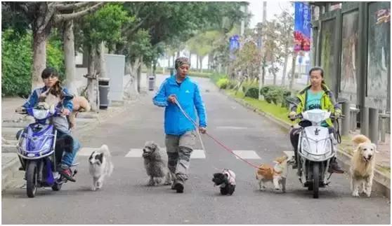 遛狗一年赚200万,帮别人遛狗的一个月可以赚多少