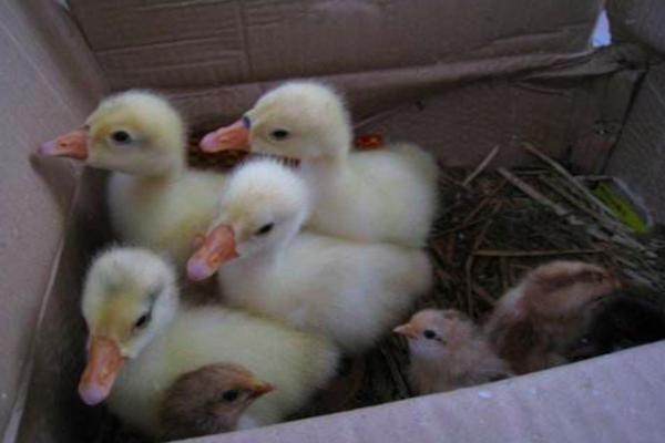 农村怎么养宠物土鸭,鸭子抱窝孵化最后几天会出来吗