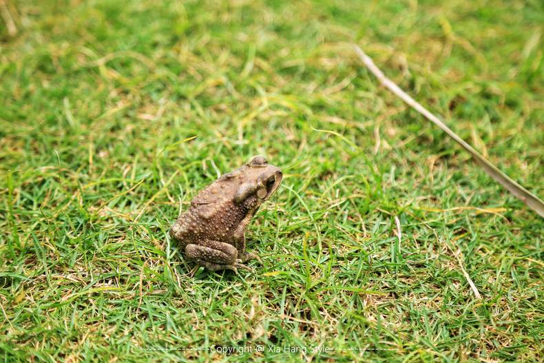 亚龙湾红树林，给你一个温馨的家