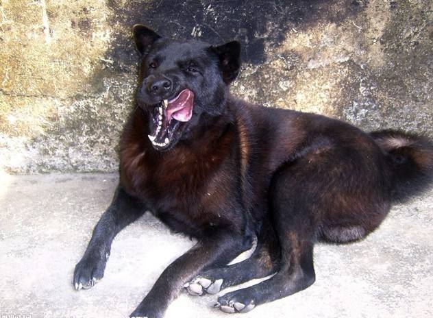 老狗父亲葬礼原视频,老人去世狗狗守棺材旁三天后去世