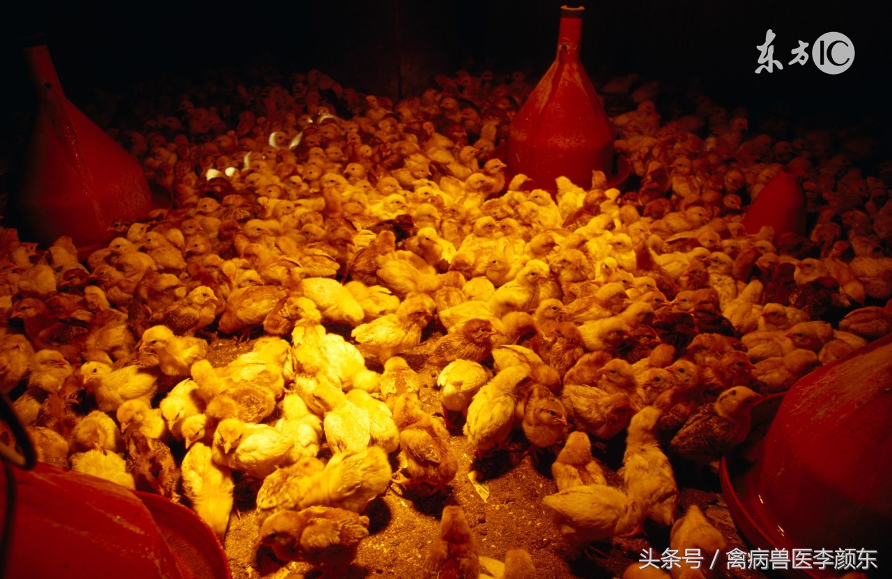 养鸡防治知识大全,养鸡治疗方案大全