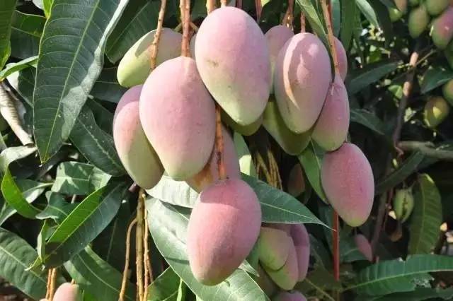 贵妃芒是酸芒果吗,芒果好吃还是贵妃芒