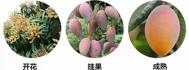 贵妃芒是酸芒果吗,芒果好吃还是贵妃芒