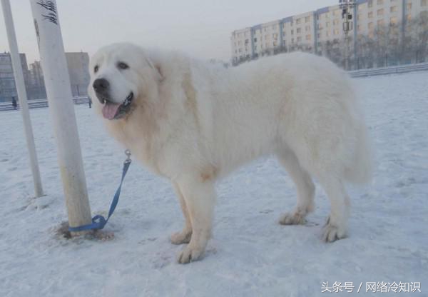 大白熊犬斗阿拉斯加犬,大白熊犬与巨型阿拉斯加犬比较