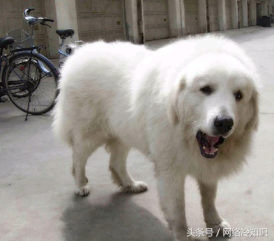 大白熊犬斗阿拉斯加犬,大白熊犬与巨型阿拉斯加犬比较