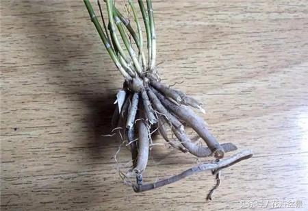 烂根花卉怎么处理,最容易烂根的3种花卉