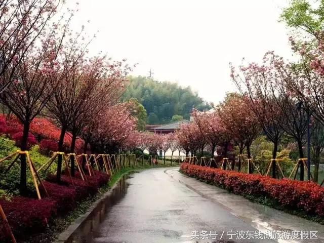 南苑花博园郁金香,除了郁金香还有什么花好看