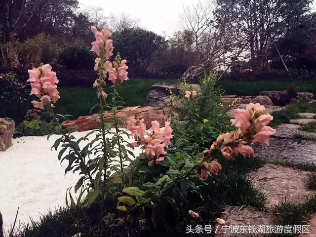 南苑花博园郁金香,除了郁金香还有什么花好看