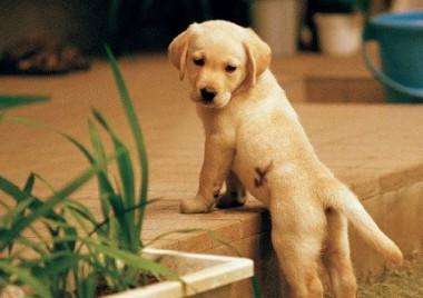 属狗人在感情中的弱点,属狗人一生姻缘和爱情