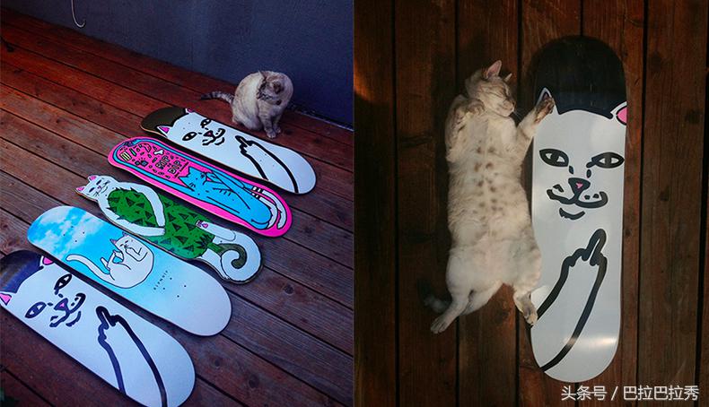 潮牌最强王者,不要再怂了!不如让这只贱猫帮你出头!