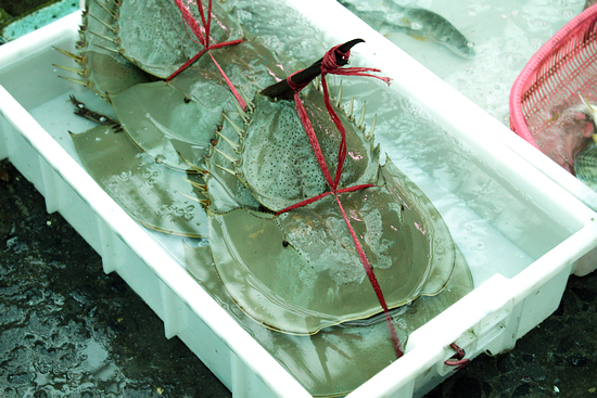 湛江本地人都爱去的地方,湛江一个人去的景点有哪些