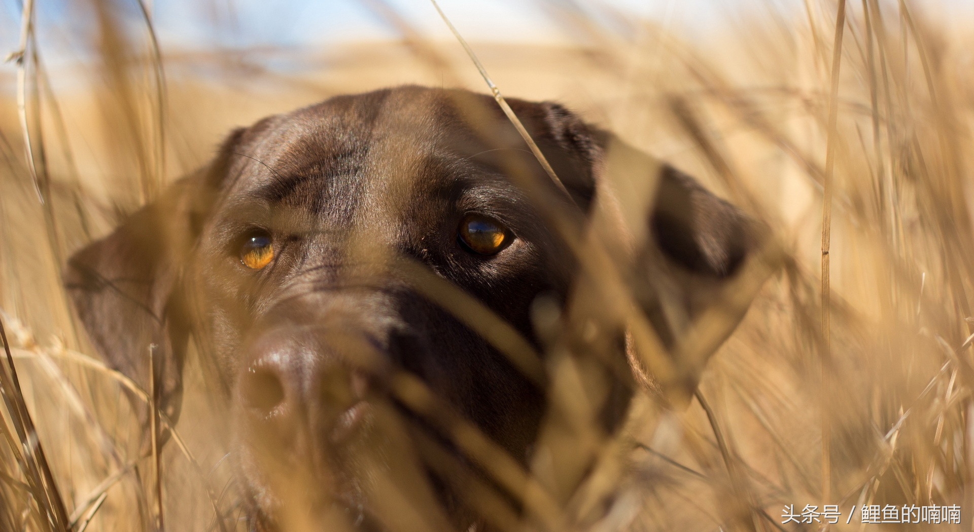 他曾经以杀猪为生,后来信佛,改吃素,竟是因为家里养的狗!