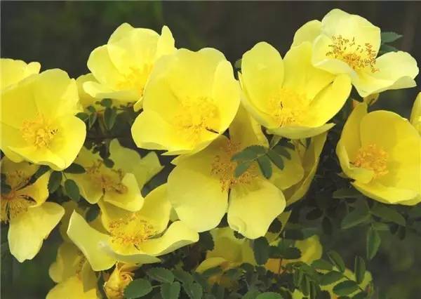 新疆的野玫瑰植物,济源野玫瑰花