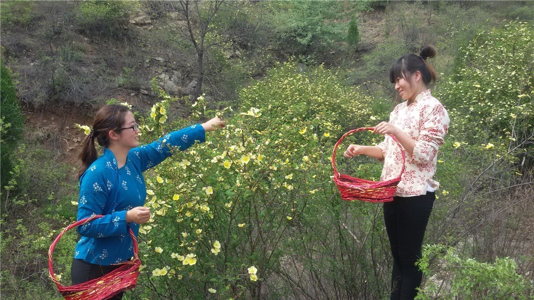 新疆的野玫瑰植物,济源野玫瑰花
