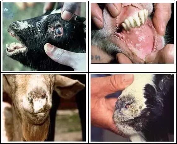 养羊必备的5种防疫知识,最近养羊人需注意这几大病害