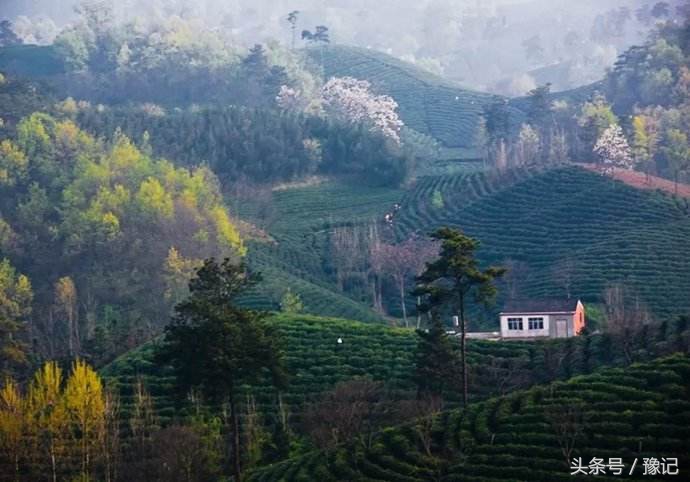 大别山旅游哪里看杜鹃花,大别山看杜鹃花自驾游路线推荐