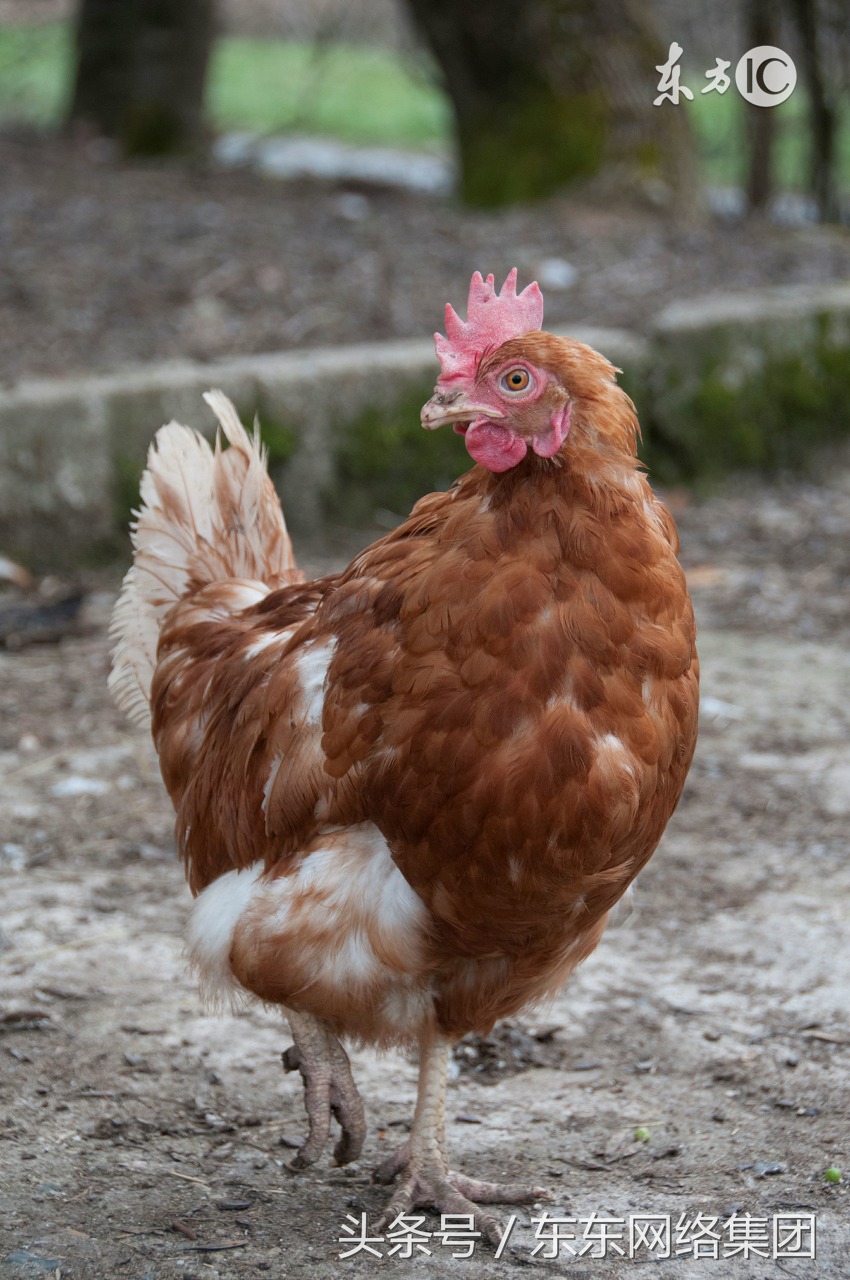 鸡群突然集体在叫,鸡群在夜里叫