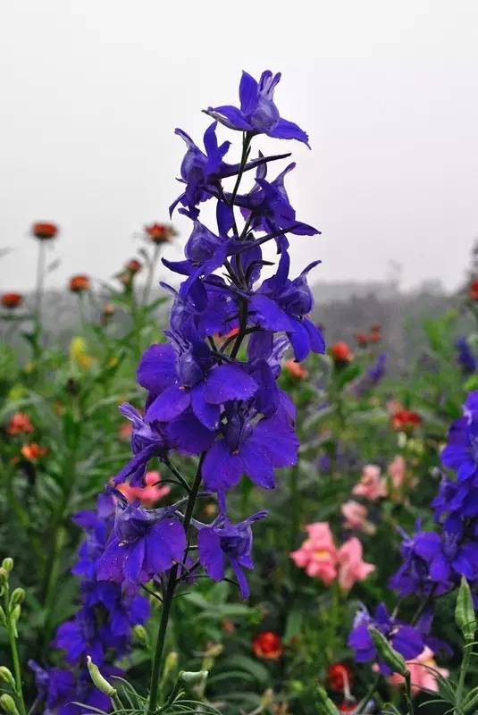 眼睛花了？这种花竟然酷似纷飞的“云雀”？