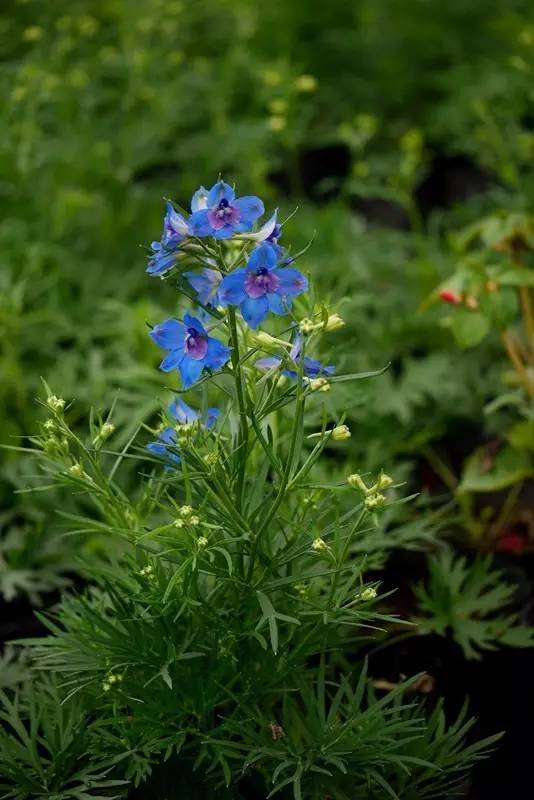 眼睛花了？这种花竟然酷似纷飞的“云雀”？