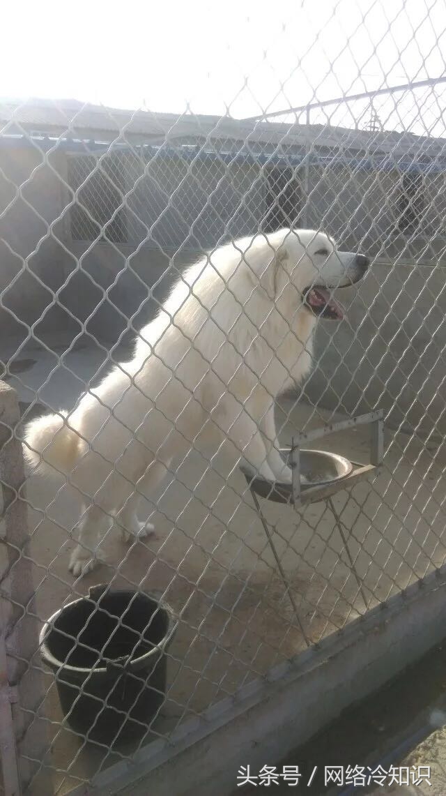 大白熊犬斗阿拉斯加犬,大白熊犬与巨型阿拉斯加犬比较