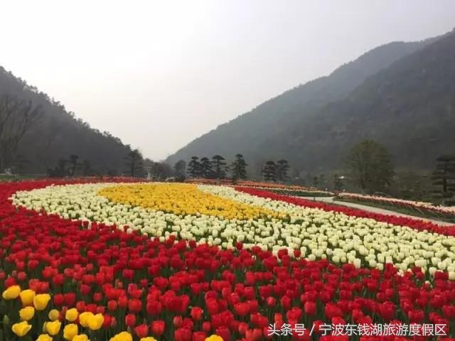 南苑花博园郁金香,除了郁金香还有什么花好看