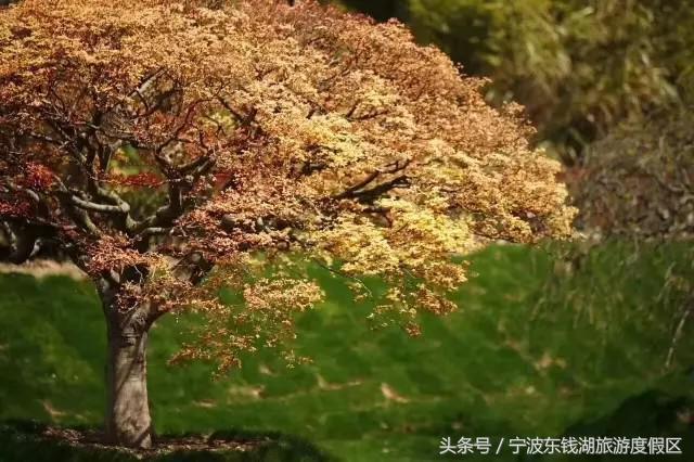 南苑花博园郁金香,除了郁金香还有什么花好看