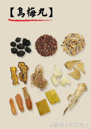 拉肚子乌梅丸,乌梅丸可以治拉肚子吗