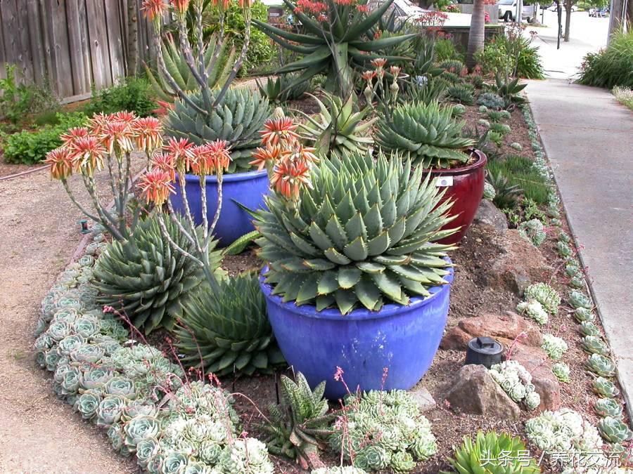 养了18年的芦荟第二次开花,长成树的芦荟