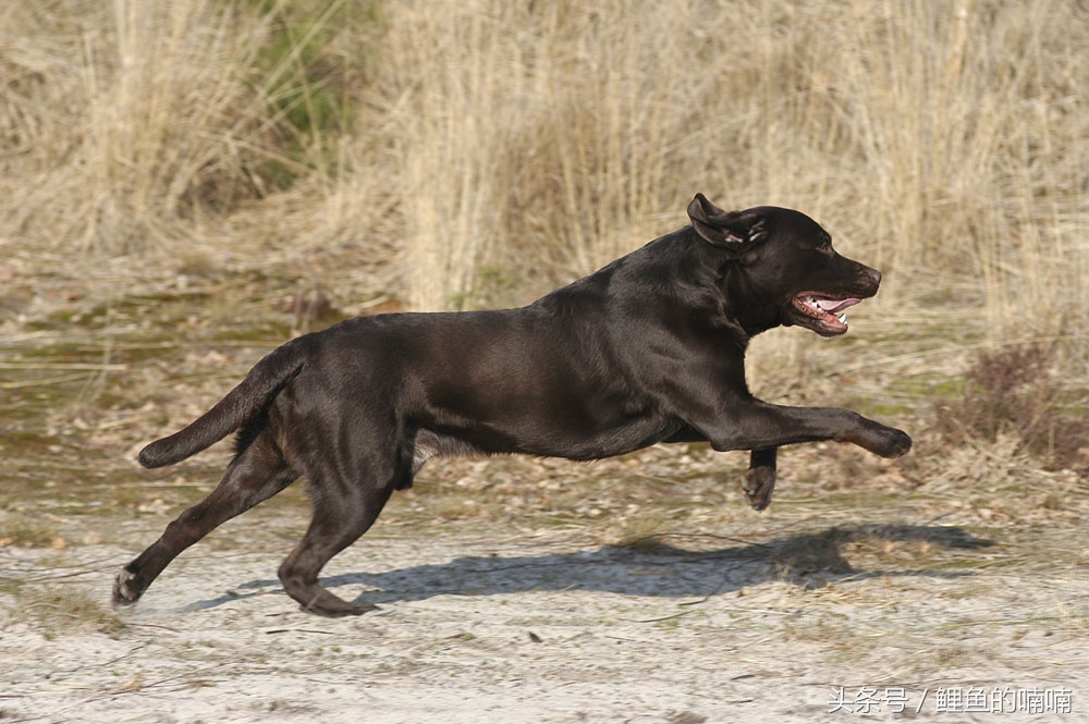 他曾经以杀猪为生,后来信佛,改吃素,竟是因为家里养的狗!