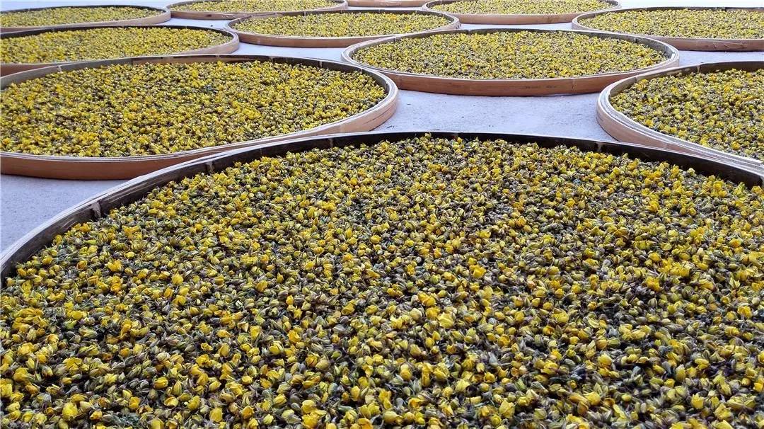 新疆的野玫瑰植物,济源野玫瑰花