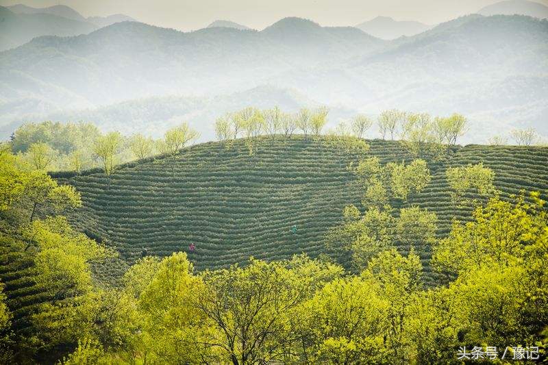大别山旅游哪里看杜鹃花,大别山看杜鹃花自驾游路线推荐