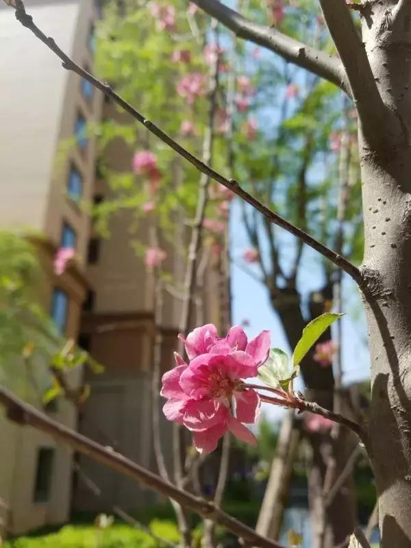 看楼王的风采,星河盛世三百多平开工大吉