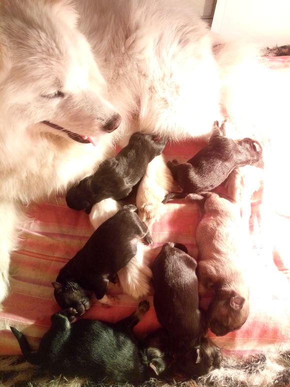 哈士奇被别的狗欺负了,哈士奇和萨摩耶的混种宝宝