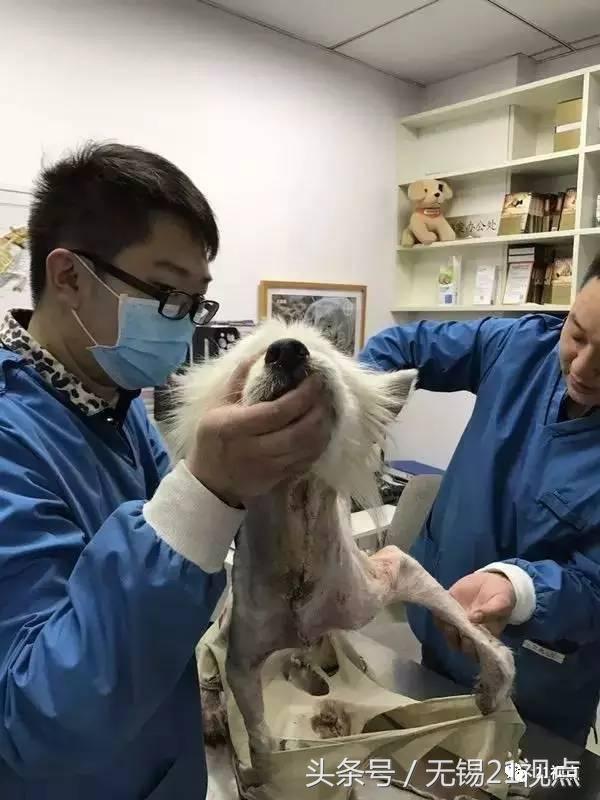 被打伤的萨摩耶,萨摩耶被剪伤了