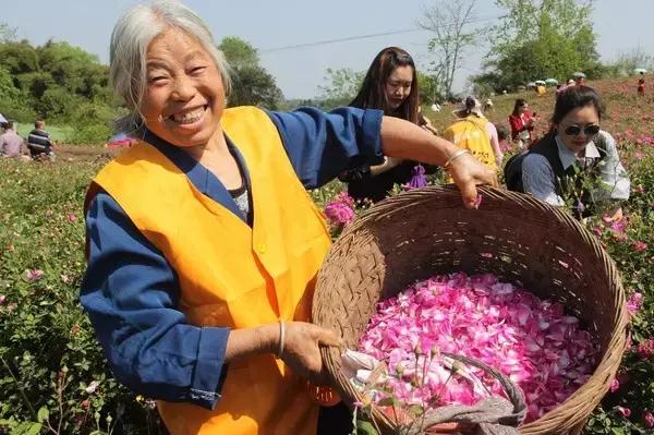 成都周边玫瑰景点推荐一下,成都玫瑰花海一日游
