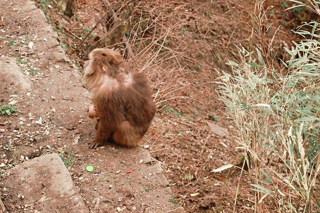 峨眉山一日观金顶日出吃住行攻略,峨眉山吃住行全攻略