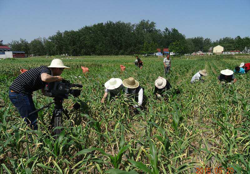 一起走进中国大蒜第一镇