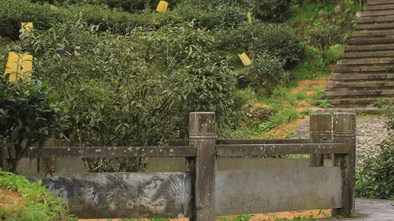 曾经的皇家贡茶,丽水龙泉贡茶