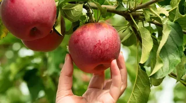 苹果每天什么时间吃对身体最好,苹果怎么吃营养价值最高