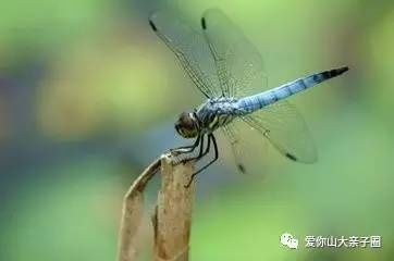 惊掉你下巴的“变态”虫生！盘点动物界那些长着长着就变形的主儿