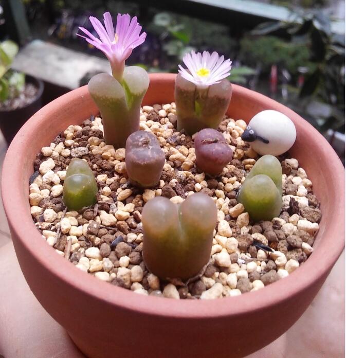 浙大女博士钟情DIY皮革小物,亲手打造独一无二的精神藏品