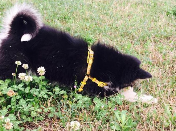 阿拉斯加护食挨打,女孩求助狗狗