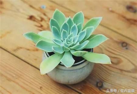 烂根花卉怎么处理,最容易烂根的3种花卉