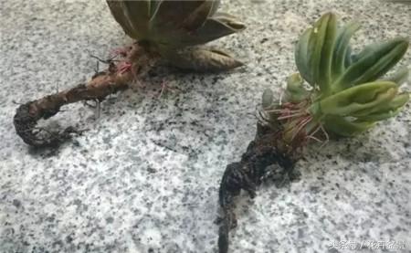 烂根花卉怎么处理,最容易烂根的3种花卉