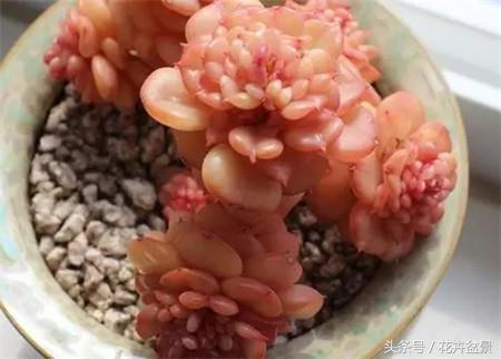 烂根花卉怎么处理,最容易烂根的3种花卉