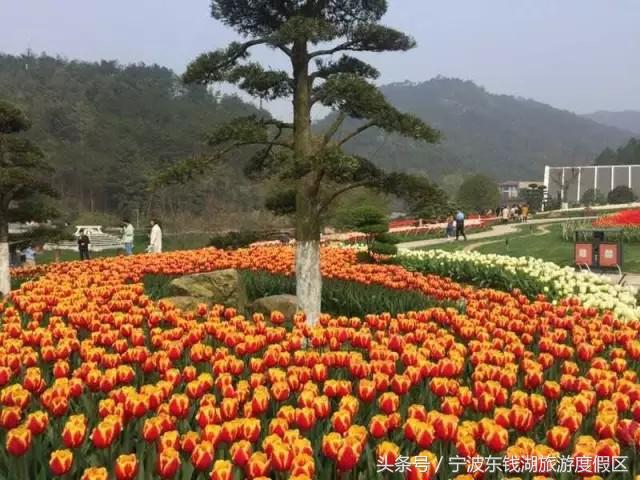 南苑花博园郁金香,除了郁金香还有什么花好看